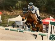 A vendre - Poney sport CSO - 10 ans