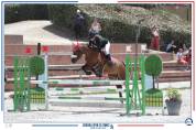 A vendre - Poney sport CSO - 10 ans