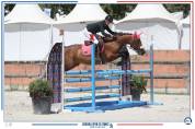 A vendre - Poney sport CSO - 10 ans