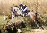 Super hongre SF de 6 ans