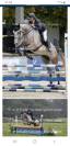 Super hongre SF de 6 ans