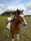 Playboy Carter - Poulain OC Pur-sang arabe x Pottok 