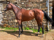 Jolie femelle de 5 ans environ 1m70m