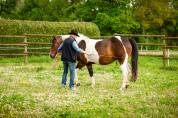 JUMENT PAINT HORSE
