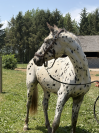 Knabstrupper x SF &ndash; Entier 2 ans robe l&eacute;opard