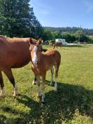 Jolie pouliche FM &agrave; vendre 