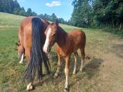 Jolie pouliche FM &agrave; vendre 