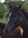 Pur sang arabe, noir de 4 ans