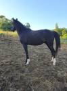 Pur sang arabe, noir de 4 ans