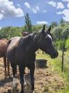 Pur sang arabe, noir de 4 ans