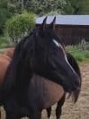 Pur sang arabe, noir de 4 ans