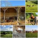 Pension chevaux &ndash; Box & Pr&eacute; &mdash; &Eacute;curie de Baillac 