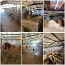 Pension chevaux &ndash; Box & Pr&eacute; &mdash; &Eacute;curie de Baillac 