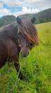 Ponette shetland PP standard 
