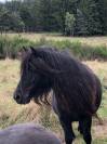 Ponette shetland PP standard 