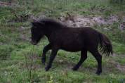 Ponette shetland PP standard 