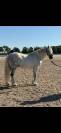 PONETTE B