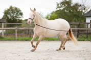 Jument Pure Race Espagnole isabelle perle gestante