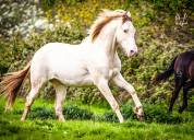 Jument Pure Race Espagnole isabelle perle gestante