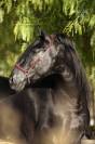 Jument Pure Race Espagnole isabelle perle gestante