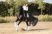 Jument Pure Race Espagnole isabelle perle gestante