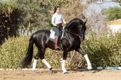 Jument Pure Race Espagnole isabelle perle gestante
