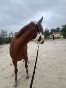 Jument trotteuse de 4 ans