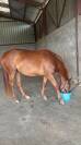 Jument trotteuse de 4 ans