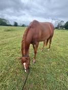 Jument trotteuse de 4 ans