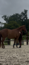 Jument trotteuse de 4 ans