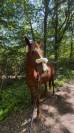 Jument trotteuse de 4 ans