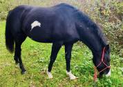 Paint horse 10 ans