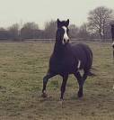 Paint horse 10 ans