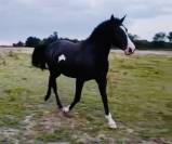 Paint horse 10 ans