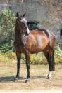 Ponette PFS 5 ans