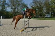 Jument SBS 9 ans a vendre