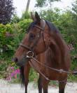 Gros potentiel CCE 
