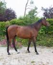 Gros potentiel CCE 