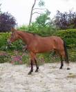 Cheval polyvalent particuli&egrave;rement attachant 