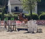 Jackpot de Sisse hongre 7 ans