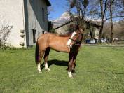 Jackpot de Sisse hongre 7 ans