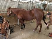 Jument quarter horse