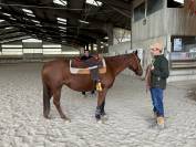 Jument quarter horse