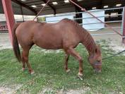 Jument quarter horse