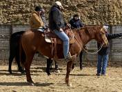 Jument quarter horse