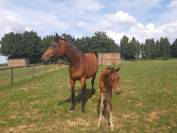 Superbe Poulini&egrave;re par Fergar mail x diableur 16 ans 