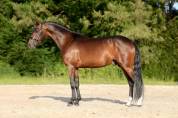 Poulain D fils de Kracker Le courtal