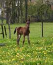 Poulain D fils de Kracker Le courtal