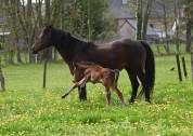 Poulain D fils de Kracker Le courtal