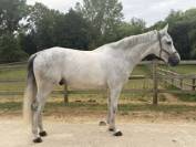 8 ANS MAGNIFIQUE 1,76M pou Pro ou petit niveau aussi